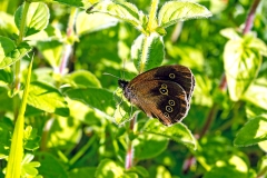 4A_6528_EOS-1D_BansteadCommon_25Jun2015