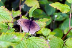 4A_6840_EOS-1D_BansteadCommon_27Jun2015