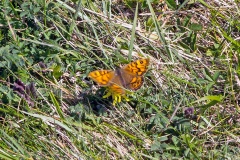 IMG_0534_60D_SevenSisters_09May2025