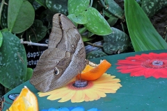 IMG_0755_60D_Wisley_08Feb2015