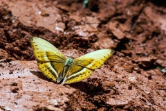 IMG_1258_40D_Zogota_01Feb2010