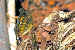IMG_1360_40D_Zogota_05Feb2010