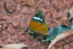 IMG_1395_40D_Zogota_05Feb2010