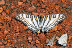 IMG_1440_40D_Zogota_08Feb2010