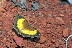 IMG_1498_40D_Zogota_16Feb2010