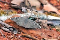 IMG_1502_40D_Zogota_16Feb2010