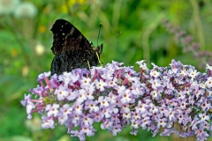 IMG_1718_60D_BansteadCommon_07Aug2015