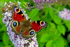 IMG_1727_60D_BansteadCommon_07Aug2015