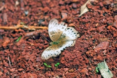 IMG_2430_40D_Zogota_15Mar2010