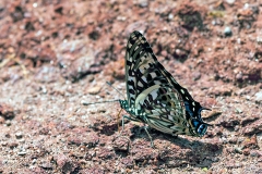 IMG_2440_40D_Zogota_15Mar2010