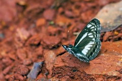 IMG_2445_40D_Zogota_15Mar2010
