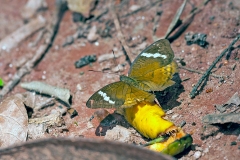 IMG_2468_40D_Zogota_15Mar2010