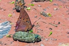 IMG_2472_40D_Zogota_15Mar2010