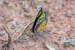 IMG_2489_40D_Zogota_16Mar2010