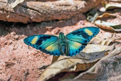 IMG_2490_40D_Zogota_16Mar2010