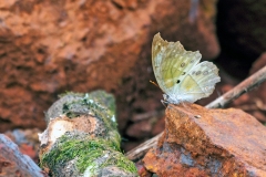 IMG_2611_40D_Zogota_23Mar2010