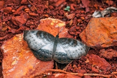 IMG_2621_40D_Zogota_02Apr2010