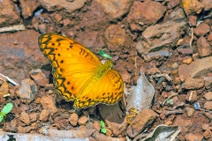 IMG_2695_40D_Zogota_15Apr2010