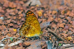 IMG_2705_40D_Zogota_15Apr2010