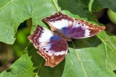 IMG_2718_40D_Zogota_15Apr2010