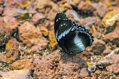 IMG_2722_40D_Zogota_15Apr2010