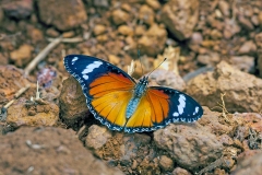 IMG_2736_40D_Zogota_20Apr2010