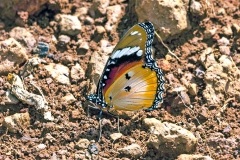 IMG_2741_40D_Zogota_20Apr2010