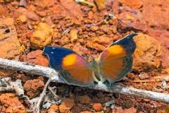 IMG_2771_40D_Zogota_27Apr2010