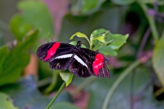 IMG_5518_60D_ButterflyFarmStratford_04Feb2017