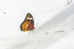 IMG_5529_60D_ButterflyFarmStratford_04Feb2017