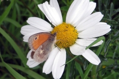 IMG_6023_EOS-1D_BansteadCommon_26Jun2019