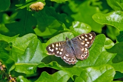 IMG_8117_60D_BansteadCommon_16May2020