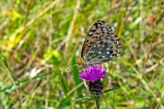 IMG_8306_60D_BansteadCommon_24Jul2020