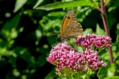 IMG_8681_60D_BansteadDowns_10Aug2021