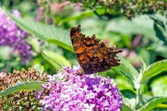 IMG_8688_60D_BansteadDowns_10Aug2021