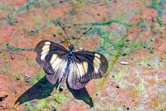 MG_6451_20D_Zogota_22Sep2009