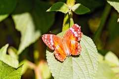 N8E3204_EOS-1D_LaSelva_24Mar2014