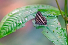 N8E3654_EOS-1D_LaSelva_26Mar2014