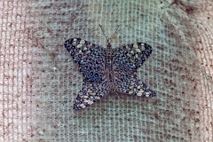 N8E3750_EOS-1D_LaSelva_26Mar2014