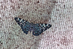 N8E3751_EOS-1D_LaSelva_26Mar2014