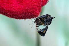 N8E3759_EOS-1D_LaSelva_26Mar2014