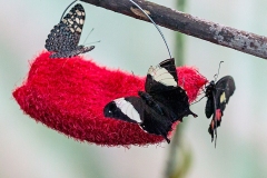 N8E3760_EOS-1D_LaSelva_26Mar2014