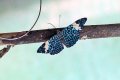 N8E3773_EOS-1D_LaSelva_26Mar2014