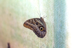 N8E3782_EOS-1D_LaSelva_26Mar2014