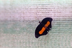 N8E3783_EOS-1D_LaSelva_26Mar2014