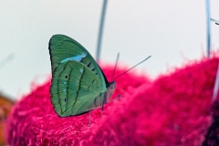 N8E3788_EOS-1D_LaSelva_26Mar2014