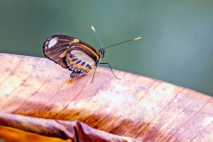 N8E4527_EOS-1D_ParqueDasAves_17Sep2013