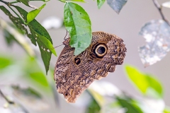 N8E4534_EOS-1D_ParqueDasAves_17Sep2013