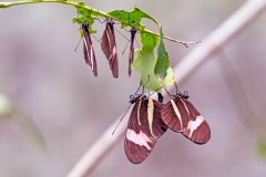 N8E4585_EOS-1D_ParqueDasAves_17Sep2013