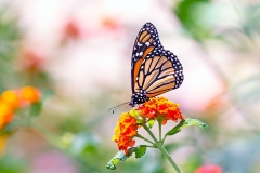 NG8_7686_EOS-1D_HotelBougainvillea_11Apr2022